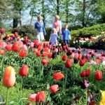 库肯霍夫 世界上最美丽的春季花园